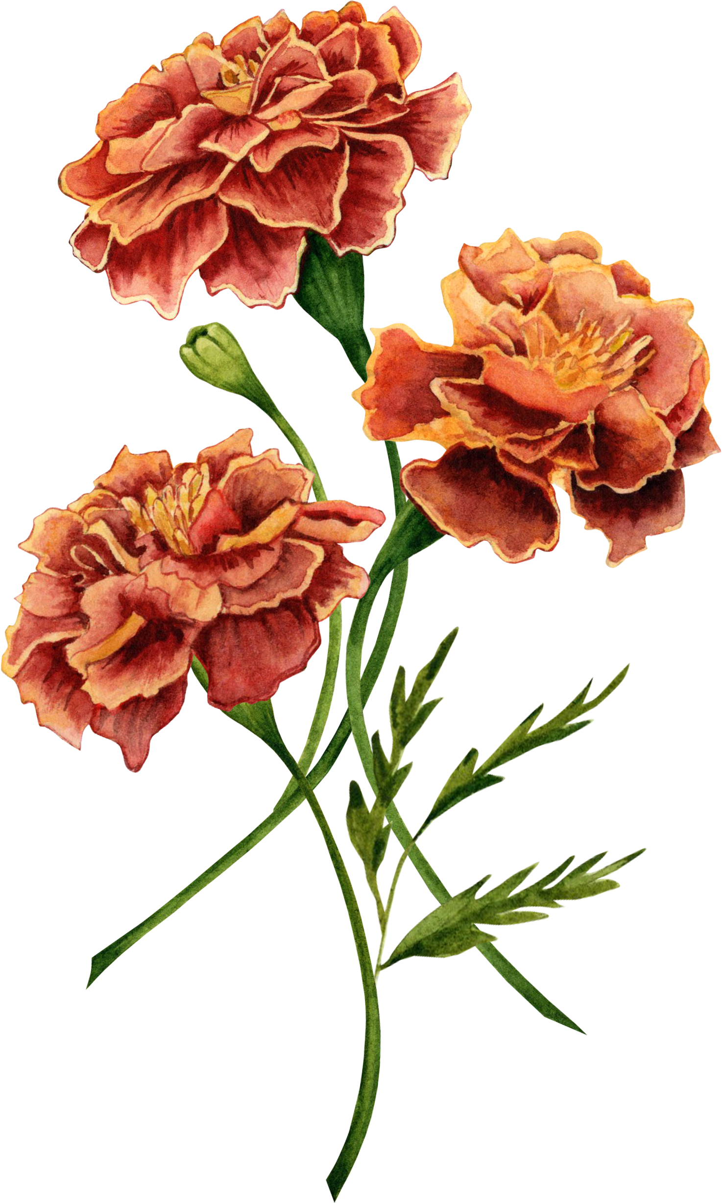 Marigold also known as tagetes flowers watercolor illustration design on transparent background.