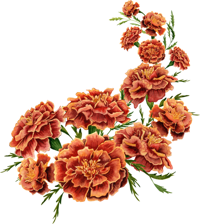 Marigold flowers bouquet isolated on transparent background. Watercolor isolated illustration.